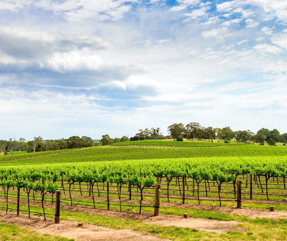 barossa valley-best places in australia