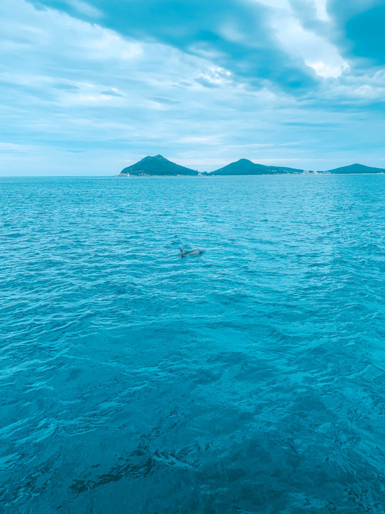 dolphin-watching as one of the things to do in port stephens