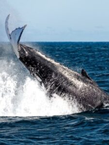whales-migrating-off-the-coast-of-sydney-australia