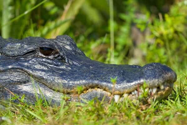 An alligator lying in grass, illustrating the differences between alligators and crocodiles in the context of discussing whether alligators are found in Australia