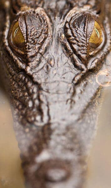 Close-up of a crocodile head partially submerged in water, highlighting the common confusion about whether there are alligators in Australia.