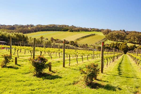 A serene vineyard in the Mornington Peninsula, showcasing rows of grapevines under the bright Australian sun, perfect for private winery tours.