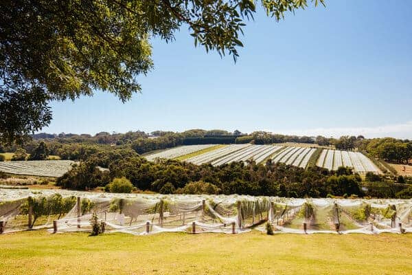 Rolling vineyards under protective netting on a sunny day, ideal for private winery tours in Mornington Peninsula, showcasing the region's viticultural charm.