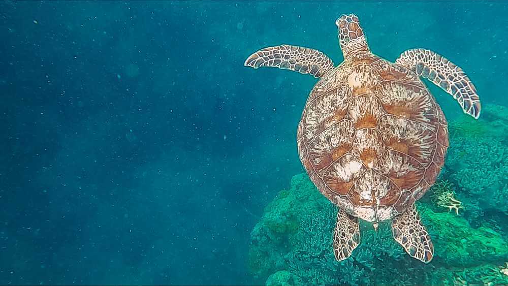 Sea turtle swimming above coral reef in crystal-clear waters, a common sight when snorkelling in the Whitsundays, a highlight often debated by enthusiasts comparing the underwater worlds of the Whitsundays vs. Cairns.
