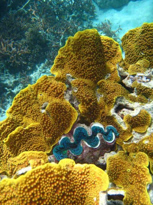 Diverse and colorful coral formations of the Great Barrier Reef, showcasing the thriving marine life one can explore while snorkeling in Cairns during the winter months.