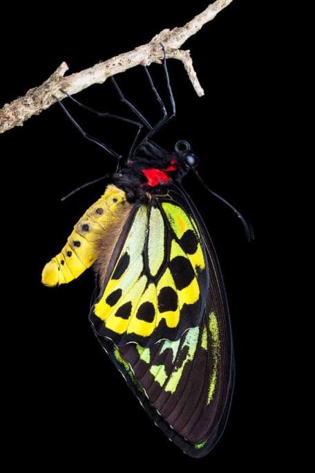 A Cairns Birdwing butterfly with striking yellow, black, and green wing patterns perched on a branch, a common sight at the Australian Butterfly Sanctuary and a must-see for visitors doing wildlife tours in Cairns in the cooler months.