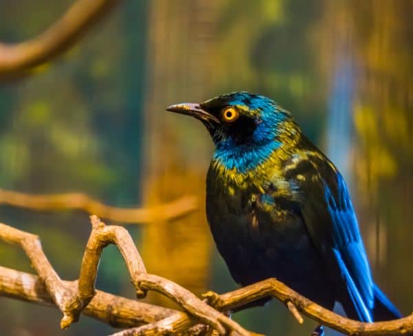 A vibrant starling perched on a branch, its iridescent feathers shimmering, one of Australian wildlife encounters.