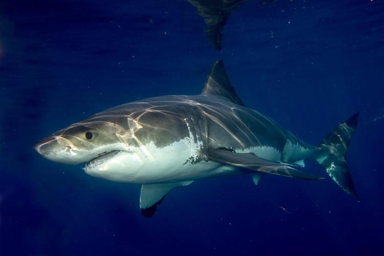 A majestic great white shark swimming in the deep blue waters near Port Lincoln, capturing the thrill of cage diving with sharks, a top adventure encounter you must experience in Australia.
