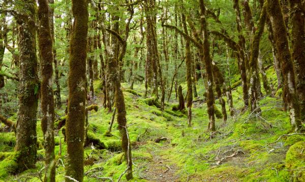 Lush, moss-covered trees and a dense undergrowth in the Daintree Rainforest, showcasing the enchanting and must-experience natural beauty encountered while exploring one of Australia’s oldest rainforests.