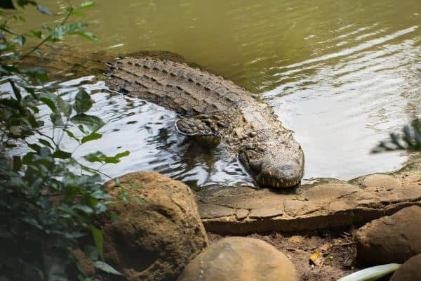 A large saltwater crocodile resting by a riverbank, a highlight of joining a crocodile cruise in the Northern Territory, an encounter you must experience in Australia.