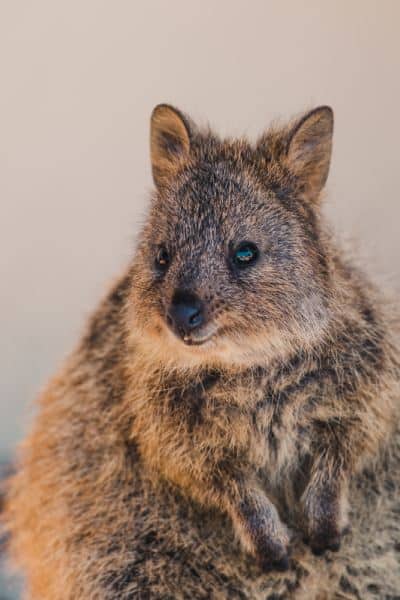 A close-up view of a quokka on Rottnest Island, capturing the unique charm of one of the must-experience wildlife encounters in Australia.