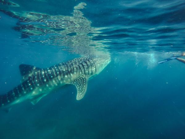 A snorkeler swimming alongside a magnificent whale shark in the clear waters of Ningaloo Reef, highlighting one of the must-experience marine encounters in Australia.