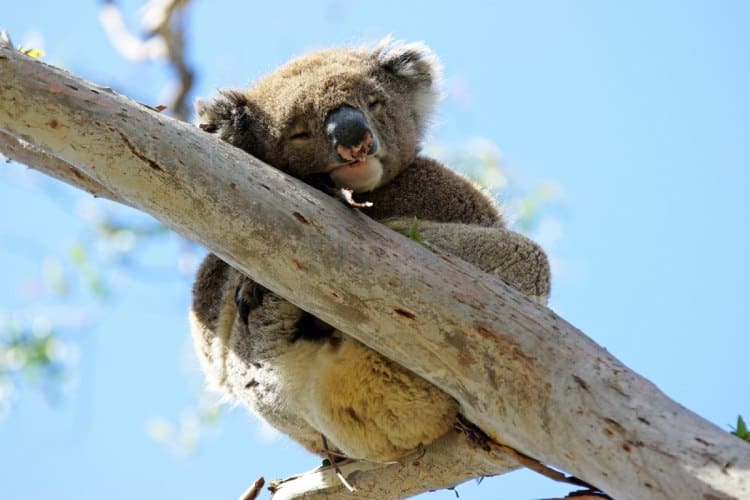 Sleepy koala perched on a gum tree branch under a clear blue sky, a popular sight at the Big Koala sanctuary