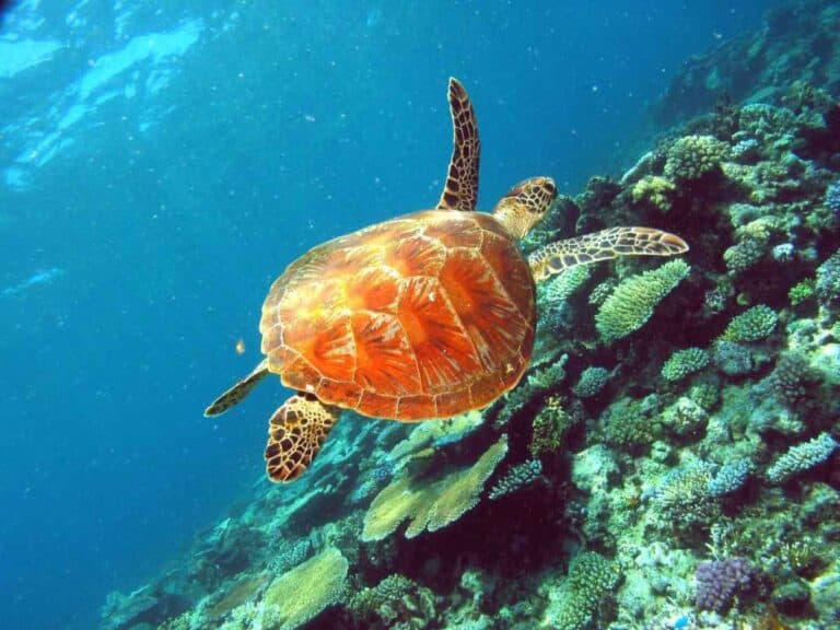 Save On Your Great Barrier Reef Snorkelling Tour From Mission Beach