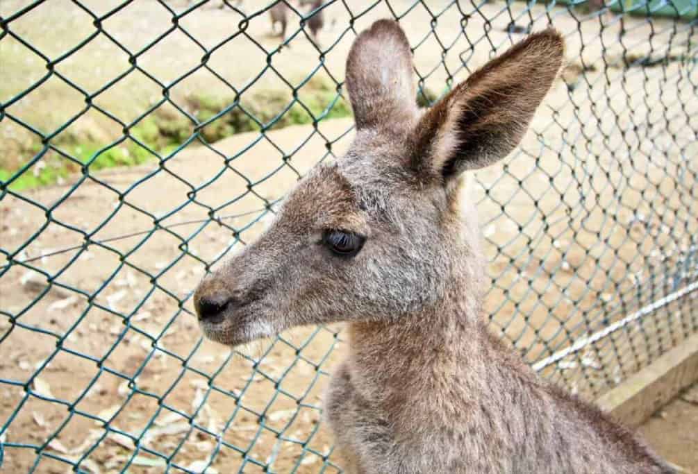 The image shows a close-up of a kangaroo standing near a wire fence, likely in a wildlife park or reserve. This scene is relevant to the post about "where to see kangaroos in Sydney," highlighting the interaction opportunities with kangaroos at various locations near Sydney. The fenced environment suggests a controlled area where visitors can observe kangaroos safely, possibly within a wildlife park like Symbio Wildlife Park or another similar setting.
