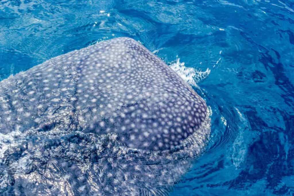 A small baby whale shark swimming near the surface of the water at Ningaloo Reef in Western Australia. The image highlights whale shark encounters, which are a key attraction during the best months for whale watching in Australia.