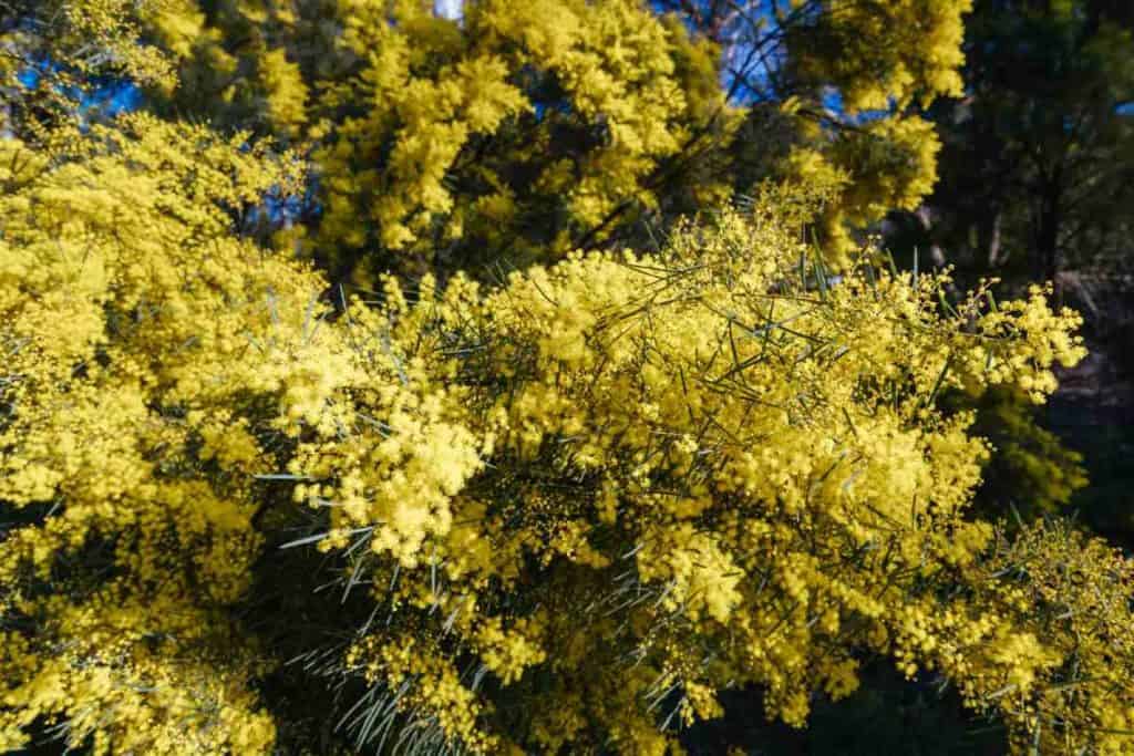 A cluster of vibrant yellow mimosa flowers in bloom, with feathery foliage and a clear blue sky in the background, capturing the essence of springtime freshness.