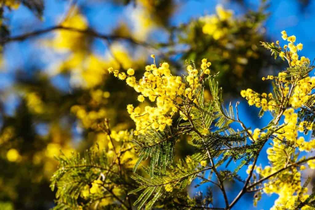 Bright yellow mimosa flowers bloom against a clear blue sky. The fluffy blossoms, clustered among green, fern-like leaves, are highlighted by sunlight, creating a vibrant contrast with the deep blue background.
