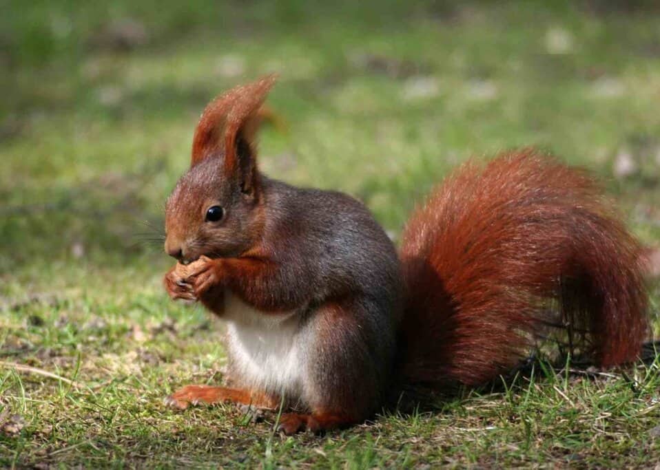 a squirrel sitting on a meadow