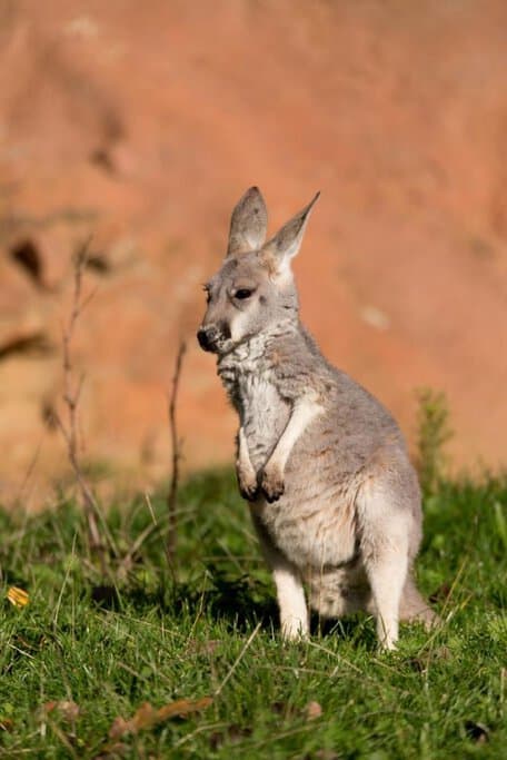 A red kangaroo standing alert on green grass with a backdrop of red rock, representing one of the iconic yet potentially dangerous animals in Uluru/Ayers Rock, highlighting the wildlife visitors might encounter in the region.