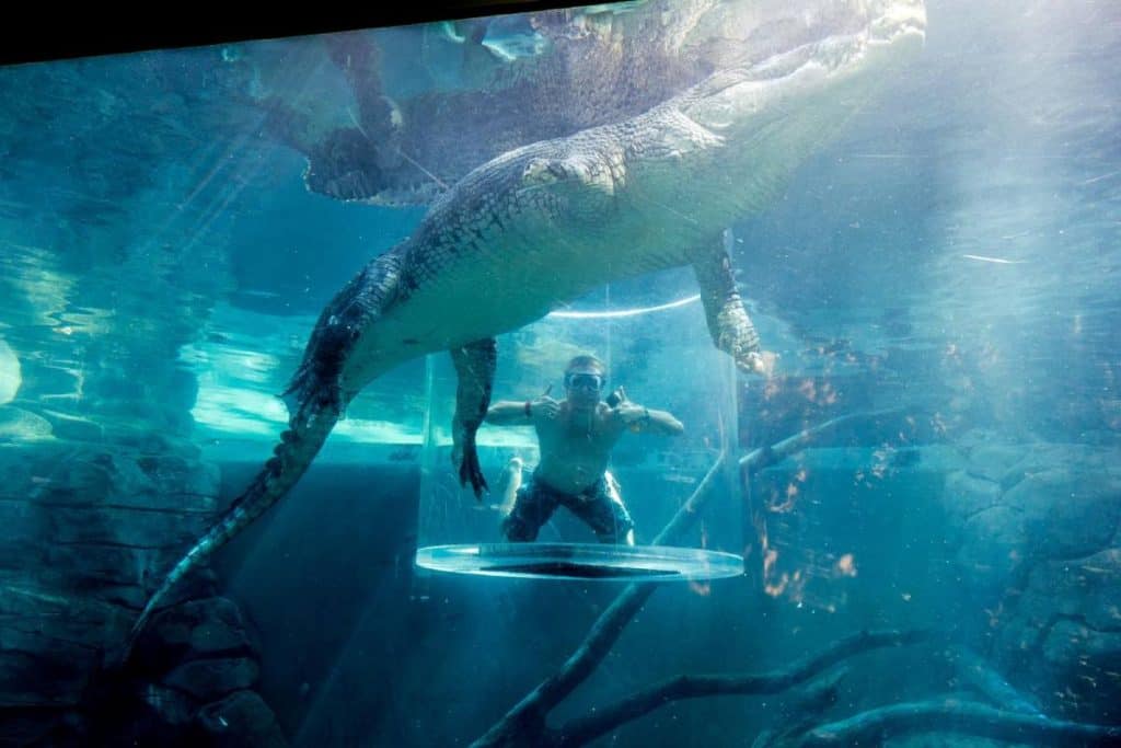 Man submerged in a clear safety cage at Crocosaurus Cove in Darwin, swimming close to a large saltwater crocodile. This extreme wildlife experience highlights the unique attractions that influence people’s decision when weighing the lifestyle advantages and disadvantages of living in Darwin.