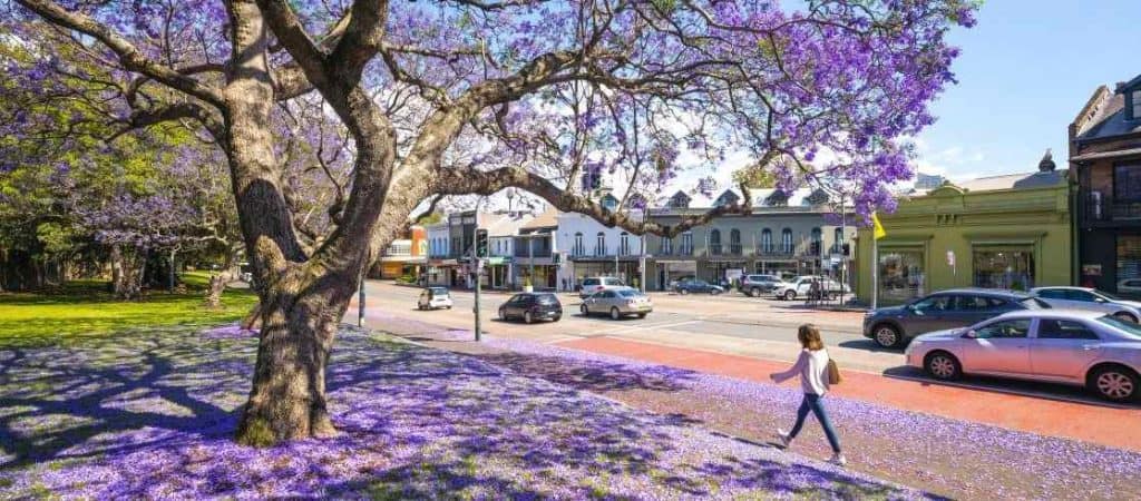 Jacaranda trees in Paddington Sydney, Australia