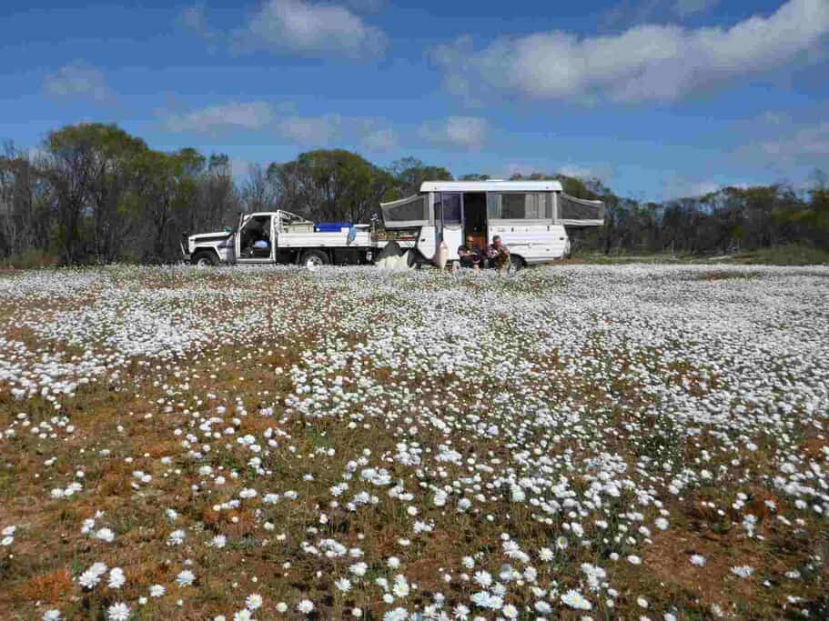 Camping among the Everlastings in Wubin WA, Australia.