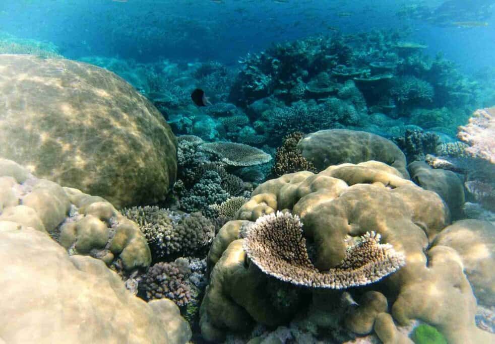 Underwater sea life in Queensland. Australian Coral Reef