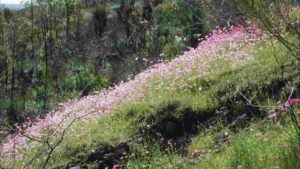 Ellis Brook Valley