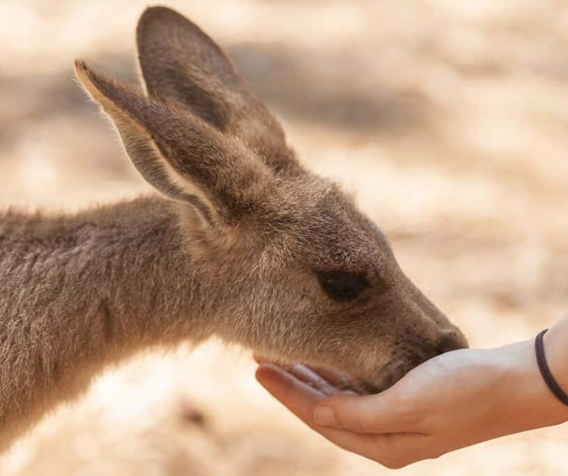 Hand-feeding Kangaroo
