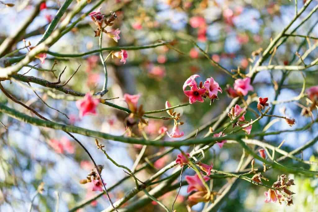 Kings Park Wildflowers