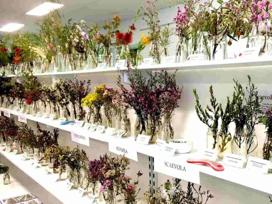 Ravensthorpe Wildflower Show and Herbarium