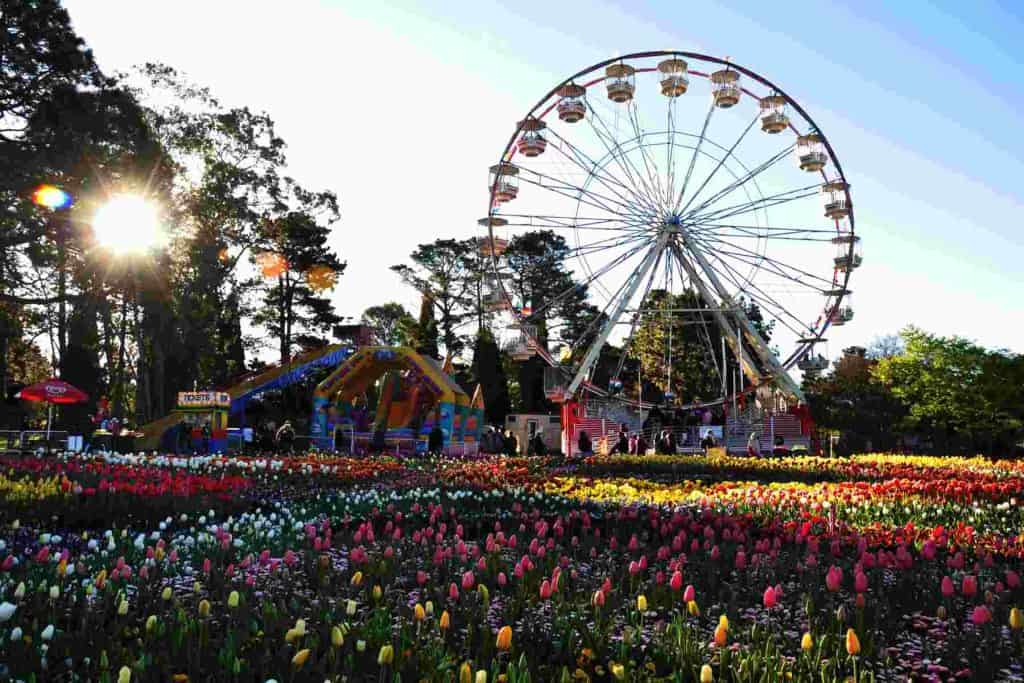 merry go round in canberra floriade festival