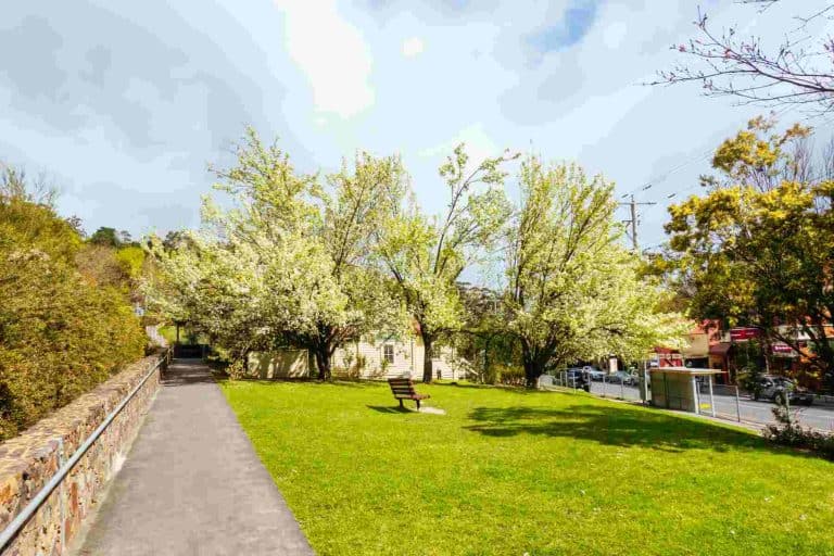 Blossoming trees at the end of winter on a sunny morning in the rural town of Warburton in Victoria,. Australia