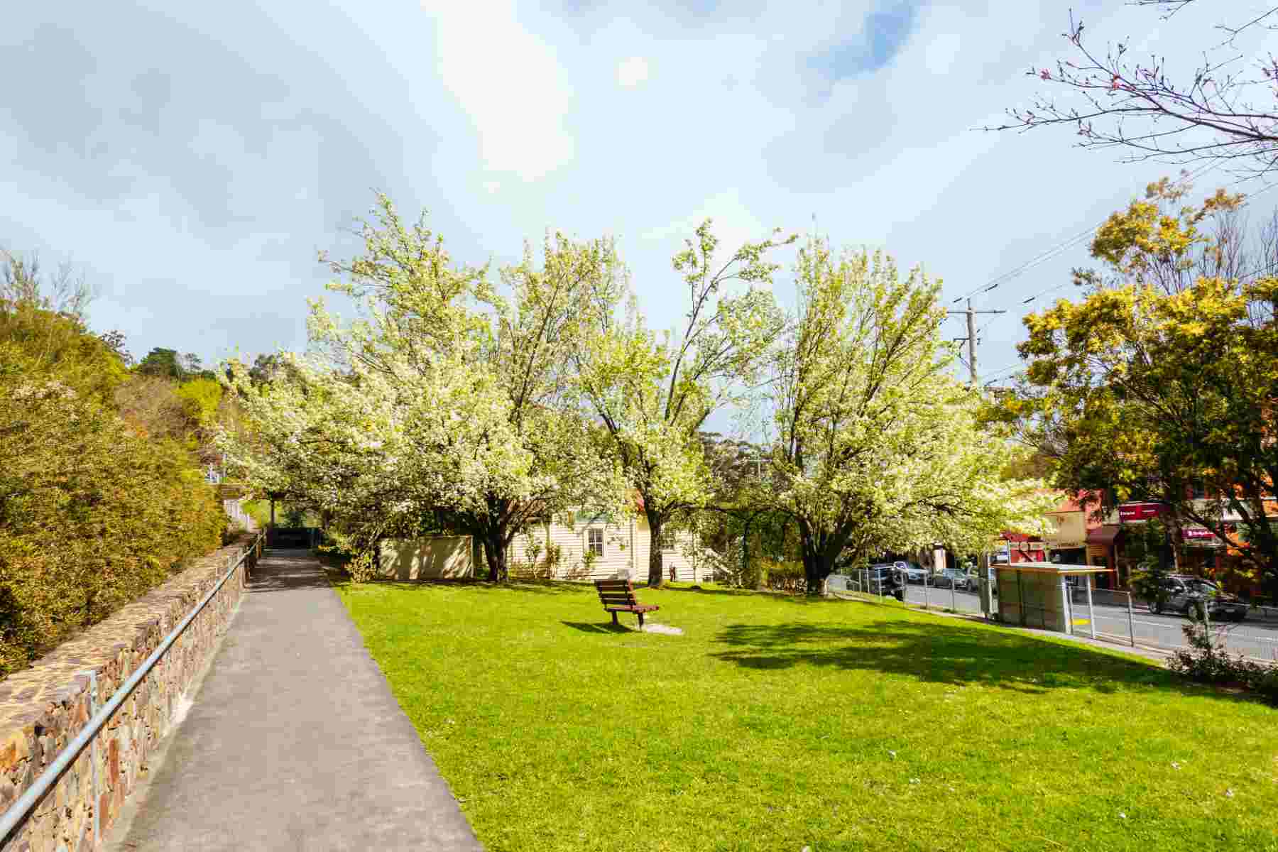 Blossoming trees at the end of winter on a sunny morning in the rural town of Warburton in Victoria,. Australia