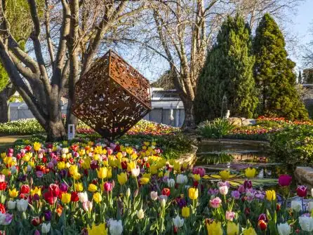 Tulip Time