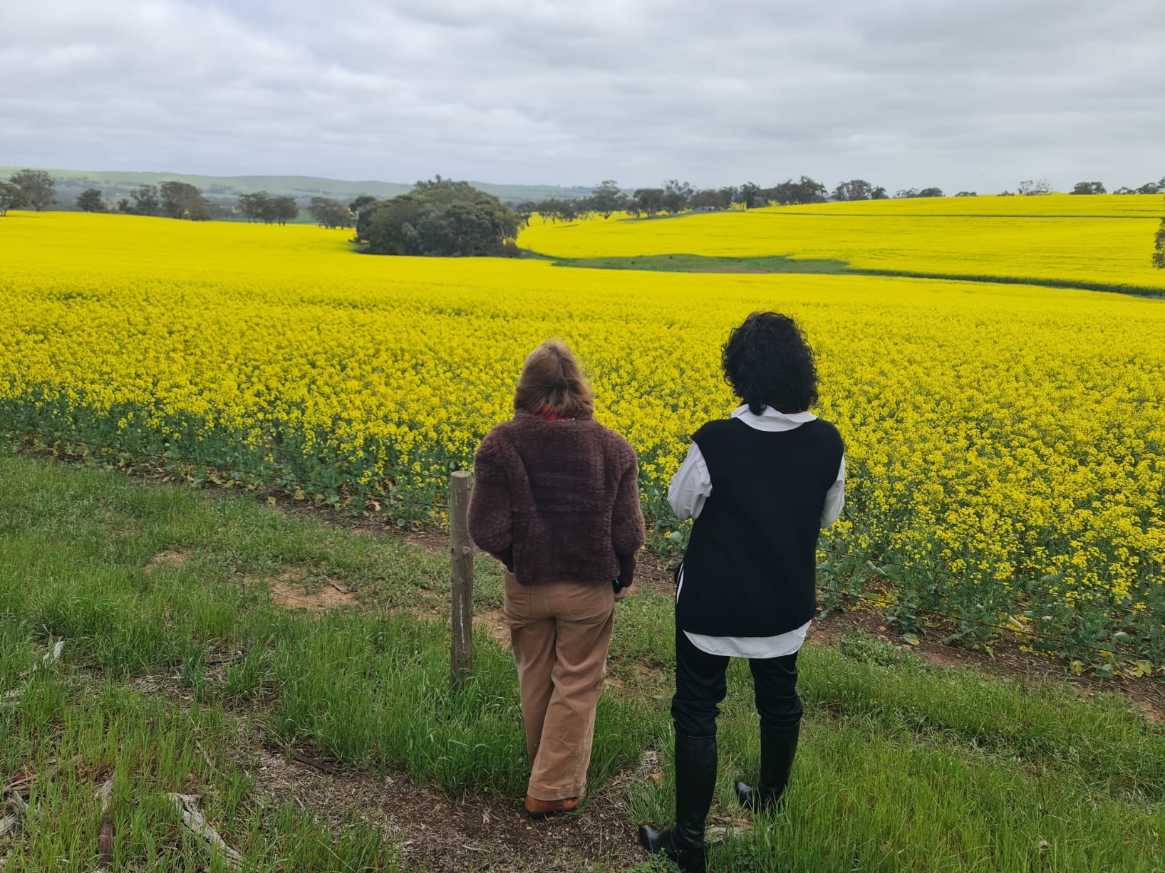 Two guests walking beside bright yellow canola fields in the Clare Valley countryside, capturing the romantic scenery and peaceful moments enjoyed on a private wine tour for two in Clare Valley.