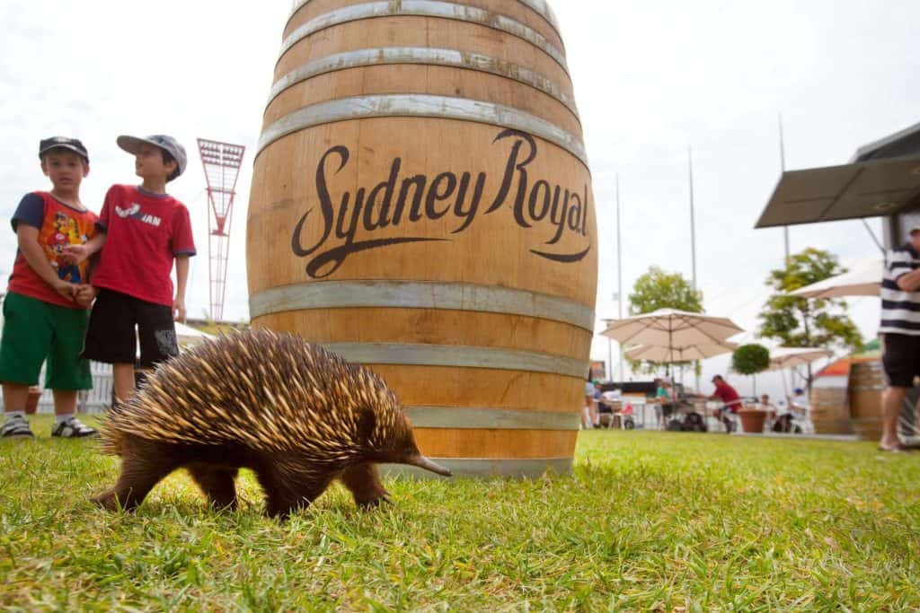 Echidna walking on grass in front of a large Sydney Royal barrel display, with children watching in the background at the Sydney Royal Easter Show, highlighting the family-friendly wildlife experiences at the event.