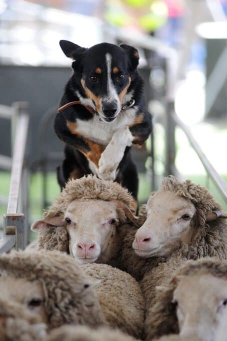 Sheepdog balancing on sheep during a live farming demonstration at the Sydney Royal Easter Show, showcasing the popular agricultural displays and working dog trials visitors can watch.