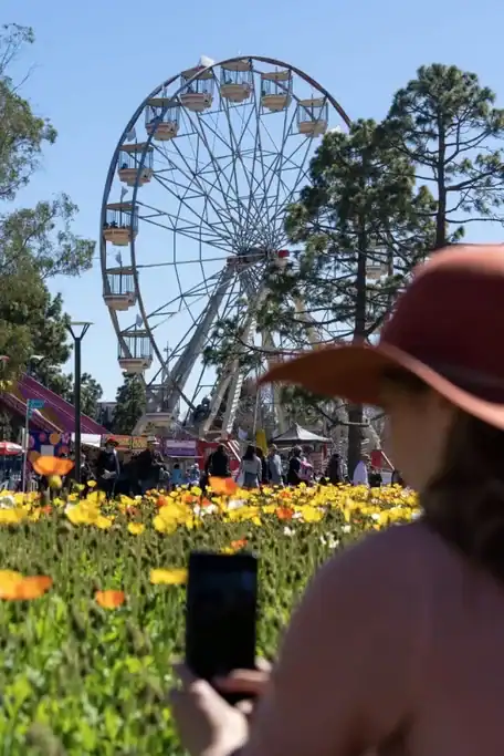 A person in a wide brim hat photographs bright yellow and orange flowers at Floriade 2026 Canberra, with a Ferris wheel and festivalgoers visible in the background. The image captures the vibrant spring displays and lively atmosphere visitors can experience throughout the festival grounds.