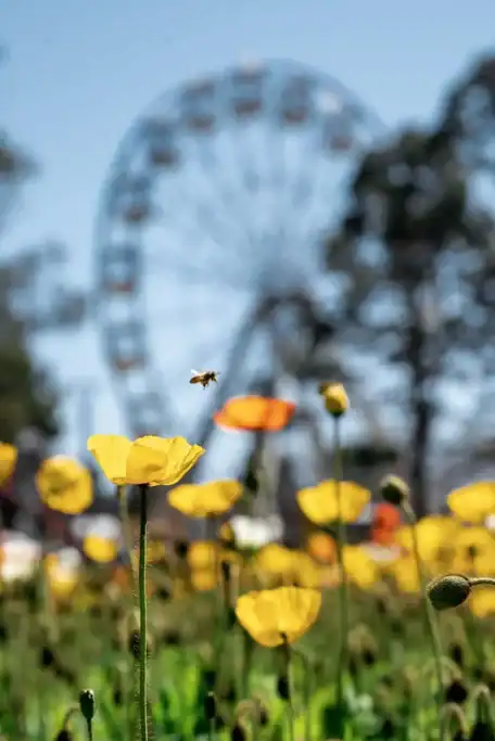 A bee hovers above bright yellow flowers with a softly blurred Ferris wheel rising in the background at Floriade 2026 flower beds. The photo highlights the festival's colourful spring displays and the natural beauty found throughout Canberra's gardens.