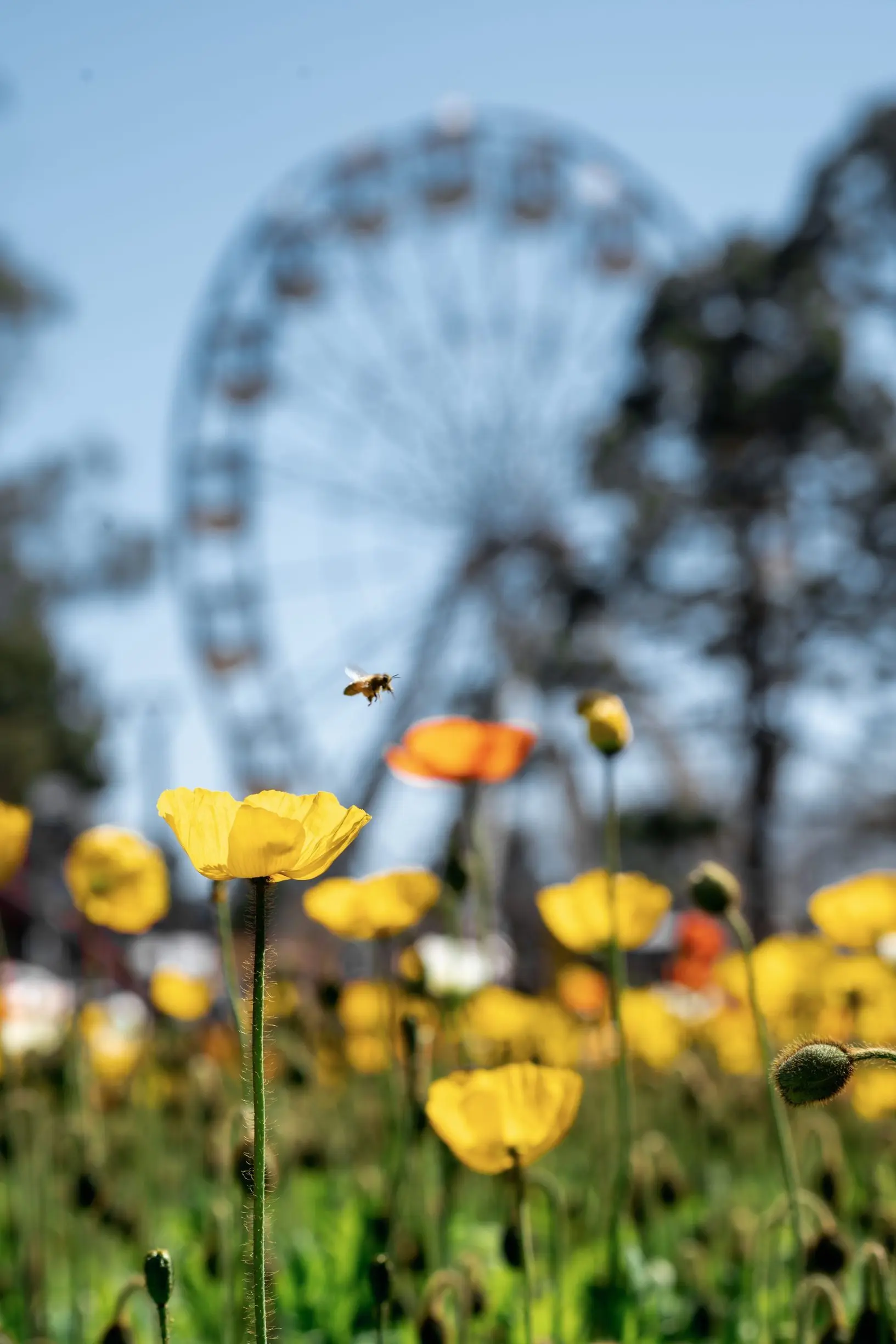 A bee hovers above bright yellow flowers with a softly blurred Ferris wheel rising in the background at Floriade 2026 flower beds. The photo highlights the festival's colourful spring displays and the natural beauty found throughout Canberra's gardens.
