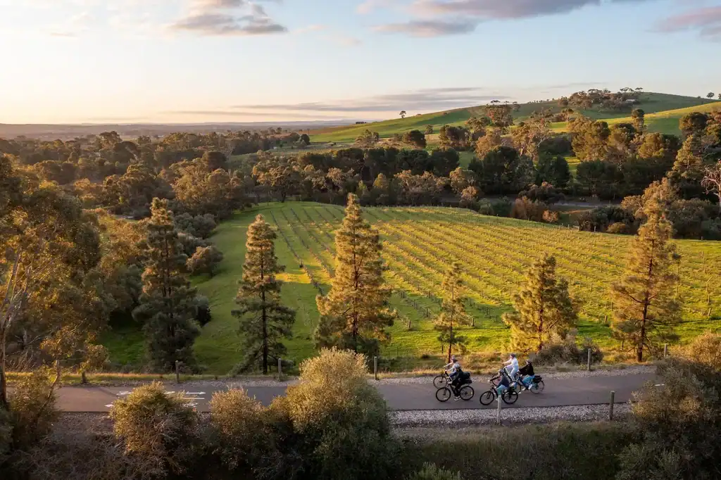 Cyclists ride past vineyards and rolling hills in the Adelaide Hills at sunset. Exploring the region by bike is one of the best things to do near Adelaide.