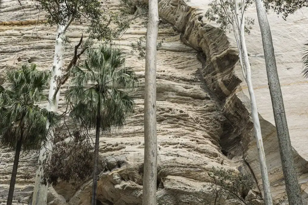 Towering sandstone cliffs rise above towering eucalyptus trees and native palms in Carnarvon Gorge, Central Queensland. This ancient landscape is one of the hidden gems featured in Great Walks Australia.