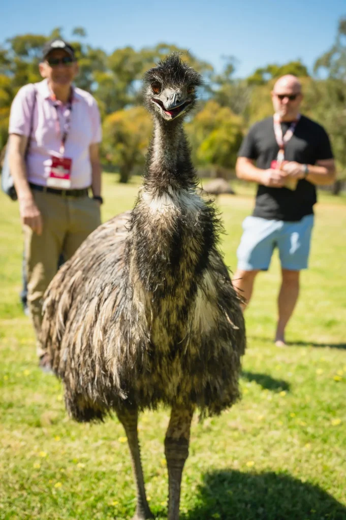 A curious emu stands close to the camera while visitors watch from behind at a wildlife park near Adelaide. Meeting native animals is one of the best places to visit in Adelaide for families and nature lovers.