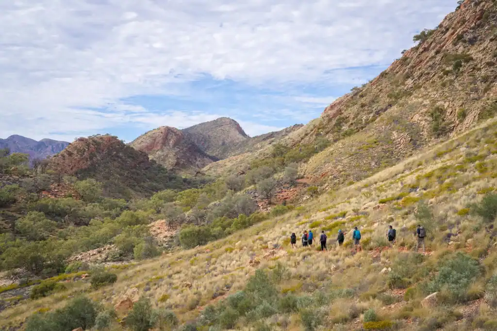 A group of hikers follows the Larapinta Trail through the rugged West MacDonnell Ranges, surrounded by rolling hills, native grasses, and rocky outcrops beneath a wide sky. This iconic outback trek is one of the Official Great Walks Australia.