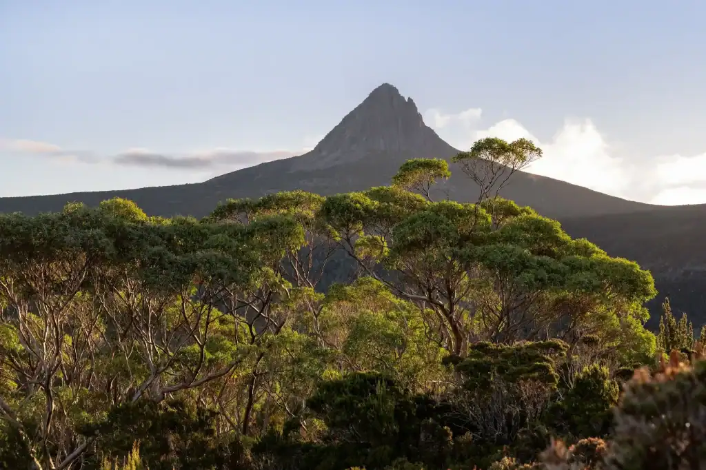 Cradle Mountain rises above native Tasmanian bushland beneath a clear sky along the Overland Track. This iconic alpine landscape is a must-see destination for hiking in Australia.