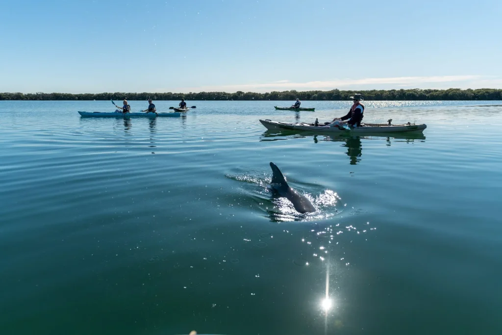 A dolphin swims beside a group of kayakers on calm waters near Adelaide. Wildlife encounters like this are one of the most memorable things to do in Adelaide.