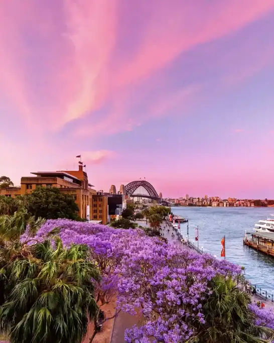 Purple jacaranda trees bloom along Sydney Harbour at sunset with the Sydney Harbour Bridge rising beyond the waterfront. The colourful harbour views make this a scenic spot to enjoy jacaranda season in Sydney.