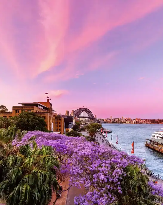 Purple jacaranda trees bloom along Sydney Harbour at sunset with the Sydney Harbour Bridge rising beyond the waterfront. The colourful harbour views make this a scenic spot to enjoy jacaranda season in Sydney.